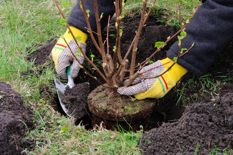 Boxwood Planting in Ventura County, CA